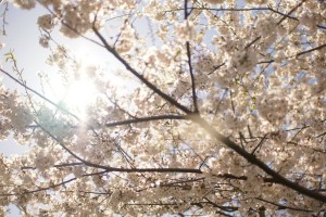 teaching english in japan 3
